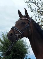 Knappe 15-jr d.br. merrie (v. Arlando), 1.64m., B/L dressuur, Dieren en Toebehoren, Paarden, Merrie, Gechipt, Dressuurpaard, L