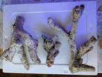 Caribsea Branching live rock for sale, Dieren en Toebehoren, Ophalen of Verzenden, Gebruikt, Plant(en), Steen of Hout