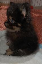 Mooie pomeriaan pup, reutje  €1250 vaste prijs mag nu weg, Dieren en Toebehoren, Honden | Poolhonden, Keeshonden en Oertypen, Keeshond