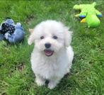 Lieve Pup Maltezer Reu, Maltezer, Reu, Eén hond, Nederland