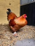 Tamme Haan Brahma, Dieren en Toebehoren, Pluimvee, Mannelijk, Kip