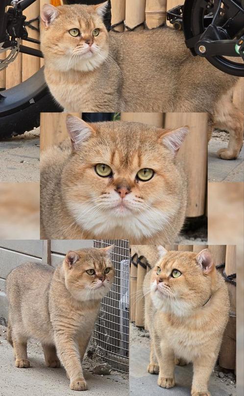 Vakantie tot 24aug!  Britse korthaar dekkater golden shaded, Dieren en Toebehoren, Katten en Kittens | Dekkaters
