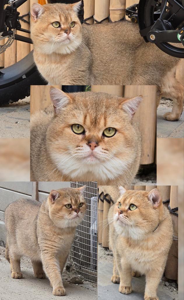 Britse korthaar dekkater golden shaded, Dieren en Toebehoren, Katten en Kittens | Dekkaters