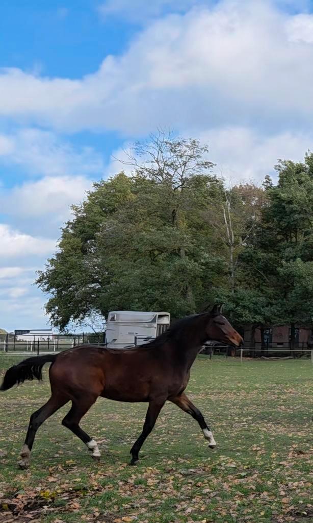 Chique en ontzettend lief dressuurveulen te koop, Dieren en Toebehoren, Paarden, Merrie, Onbeleerd, 160 tot 165 cm, 0 tot 2 jaar