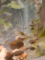 Glasgarnaaltjes, Dieren en Toebehoren, Vissen | Aquariumvissen, Vis