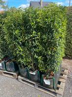 Hagen groen blijvende kant en klaar 100 lang 120/140 cm h, Ophalen of Verzenden, Laurier, 100 tot 250 cm