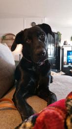 SPOED herplaatsing Modi - Nieuw huisje gezocht (of foster), Parvo, 15 weken tot 1 jaar, Reu, Eén hond