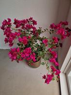 planten, Tuin en Terras, Planten | Tuinplanten, Ophalen, Zomer, Overige soorten, Volle zon