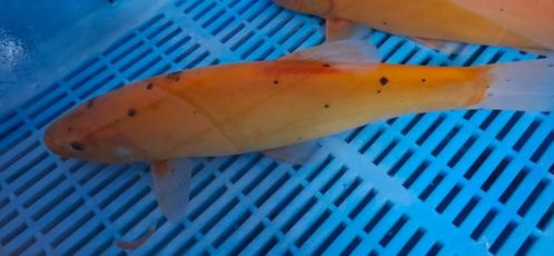 Goudzeelt 35 CM (Tinca tinca auratus), Dieren en Toebehoren, Vissen | Vijvervissen, Overige soorten