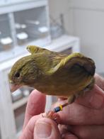 te koop kanaries, Dieren en Toebehoren, Vogels | Kanaries, Mannelijk, Kleurkanarie