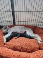 Bedlington terriër kruising pups, Rabiës (hondsdolheid), Overige rassen, 8 tot 15 weken, Meerdere dieren