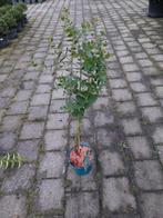 Eucalyptus plant in pot, Volle zon, Vaste plant, Bloeit niet, Ophalen
