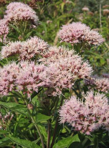Bio zaden Koninginnekruid/leverkruid - Eupatorium cannabinum beschikbaar voor biedingen