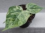 Philodendron Hederaceum Variegata p12 (3)