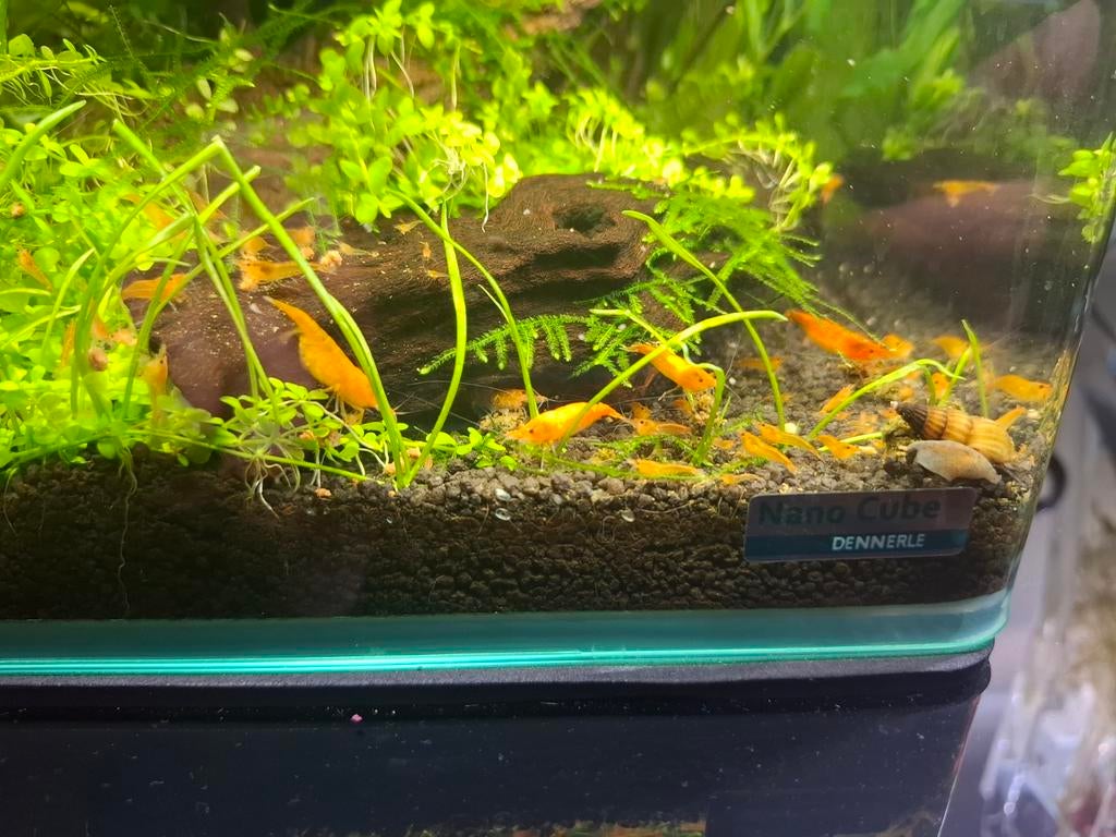 Oranje neocaridina garnalen, Kreeft, Krab of Garnaal