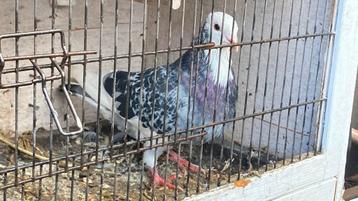 3 jonge Duiven doffers kropper x kapucijner beschikbaar voor biedingen