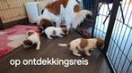 Kooiker Puppy's, Teef, Meerdere, 3 tot 5 jaar, Nederland