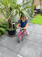 Palm Trachycarpus fortunei bieden bieden, Tuin en Terras, Vaste plant, Halfschaduw, Zomer, Ophalen
