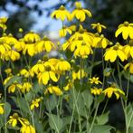 Vaste planten: rudbeckia herbstsonne, zonnehoed, Volle zon, Vaste plant, Zomer, Ophalen