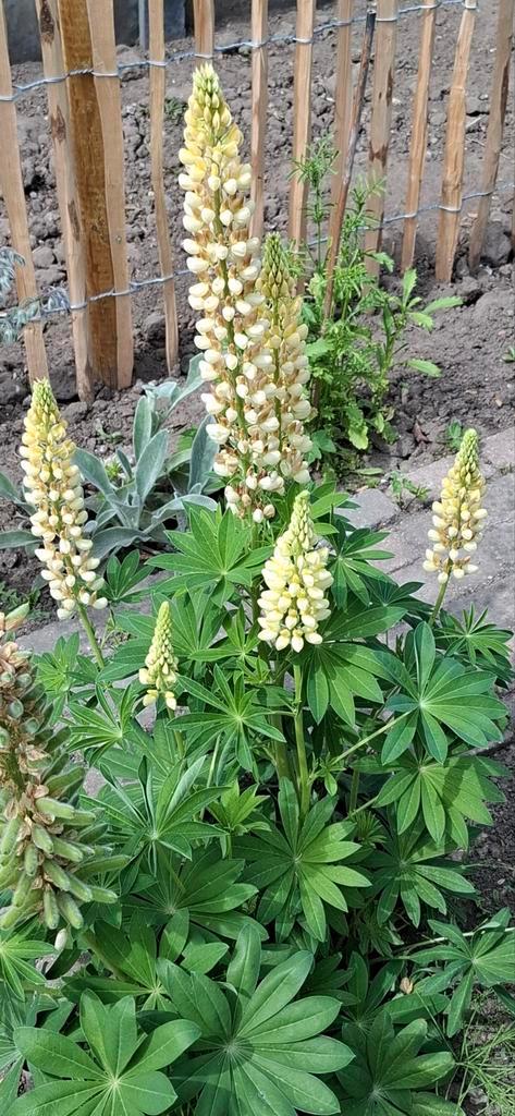 Lupine Chandelier, Tuin en Terras, Bloembollen en Zaden, Zaad, Voorjaar, Volle zon, Ophalen of Verzenden