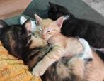 Kleine kittens zoeken een thuis., Dieren en Toebehoren, Katten en Kittens | Overige Katten, Meerdere dieren