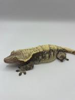 Wimpergekko vrouw tripple X, Dieren en Toebehoren, Hagedis, Tam, 3 tot 6 jaar