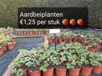 AARDBEIEN PLANTEN, Tuin en Terras, Planten | Tuinplanten, Volle zon, Vaste plant, Ophalen of Verzenden, Zomer