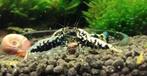 caridina (Galaxy -Boa), Dieren en Toebehoren, Kreeft, Krab of Garnaal, Zoetwatervis