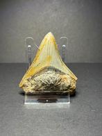 Megalodon haaientand 6,4 cm Indonesie, Ophalen of Verzenden, Fossiel