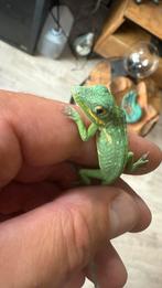blue beauty anole equestris potior jonge mannen, Dieren en Toebehoren, Reptielen en Amfibieën, Slang, 0 tot 2 jaar