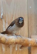 Japans meeuwtjes pop, Dieren en Toebehoren, Vrouwelijk, Tropenvogel