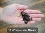Eitjes of rupsen Doodshoofdvlinder Acherontia Atropos, Dieren en Toebehoren, Insecten en Spinnen, Vlinders of Rupsen