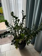 Zamioculcas Zamiifolia, Huis en Inrichting, Kamerplanten, Ophalen of Verzenden