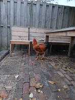 Haan aangeboden, Dieren en Toebehoren, Mannelijk, Kip