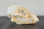 2x schedels Wasbeerhond / Marterhond taxidermie Skelet Skull, Verzamelen, Dierenverzamelingen, Ophalen of Verzenden, Wild dier