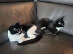 2 kittens (gratis) van 5 mnd oud met alle toebehoren., Dieren en Toebehoren, Meerdere dieren, Kortharig, 0 tot 2 jaar