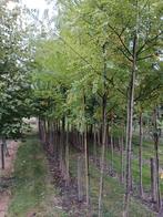 Sophora japonica/ Honingboom hoogstam, Overige soorten, 250 tot 400 cm, Zomer, Ophalen