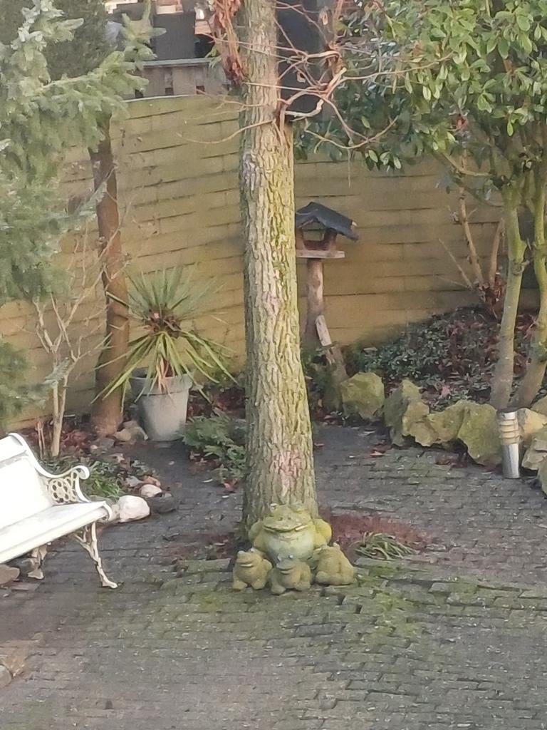 Gratis haardhout in Blerick., Tuin en Terras, Haardhout, Minder dan 3 m³, Ophalen of Verzenden