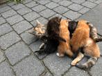Lieve boerderij kittens, Dieren en Toebehoren, Katten en Kittens | Overige Katten