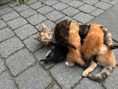 Lieve boerderij kittens, Dieren en Toebehoren, Katten en Kittens | Overige Katten, Meerdere dieren