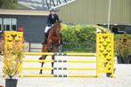 Ongecompliceerd getalenteerd allround springpaard, Dieren en Toebehoren, Gechipt, Ruin, Dressuurpaard, 3 tot 6 jaar