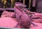 Axolotl (Whooper), Dieren en Toebehoren