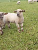 Ooilam, Dieren en Toebehoren, Schapen, Geiten en Varkens, Vrouwelijk, Schaap