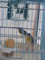 Citroenborst Edelzanger man  x Mozambiquesijs pop, Dieren en Toebehoren, Vogels | Overige Vogels, Meerdere dieren, Tropenvogel