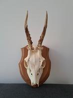 Vintage hertengewei op schild, Verzamelen, Ophalen, Zo goed als nieuw, Hert, Gewei of Kop