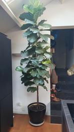 Grote Ficus Lyrata (Tabaksplant) 3m + Pot, Ophalen, Ficus, 200 cm of meer, Halfschaduw