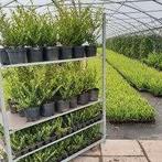 Ilex Crenata plantgoed in pot, Ophalen, Overige soorten, Volle zon