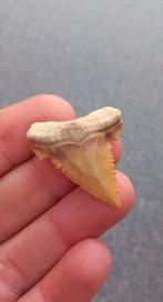 Prachtige Palaeocarcharodon haaientand fossiel uit Marokko, Verzamelen, Mineralen en Fossielen, Ophalen of Verzenden, Fossiel