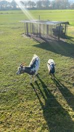 2 kleine geiten te koop, Dieren en Toebehoren, Overige Dieren, Juni, Vrouwelijk