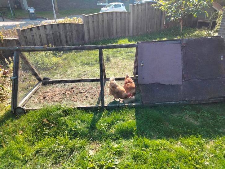 2 kippenhokken, 2 legkippen en Chinese kwartel, Dieren en Toebehoren, Pluimvee | Toebehoren, Gebruikt, Kippenhok of Kippenren